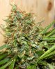 PPP-Day66-Flower-7.JPG