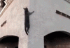 1269259753_ninja_cat_climbing_on_building.gif