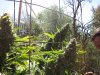 9-6-2014 greenhouse 008.JPG