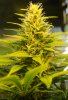 PPP-Day34-Flower-1.JPG