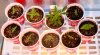 Misc-Seeds-Day7-1.JPG