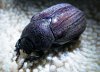 christmas beetle001.jpg