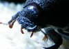 christmas beetle002.jpg