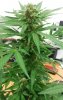 CritPlus Day 110_buds_001.jpg