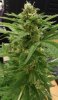 CritPlus Day 110_buds_005.jpg