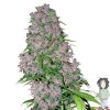 white-label-purple-bud-feminised-seeds_500.jpg