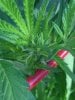 bubba kush 9-10-14 start flower.jpg