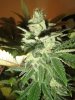 6 HSO Green Crack 5.JPG