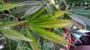 Leaf yellowing on eldest SK Clone sept 13th.jpg