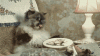 cross-stitching-cat.gif