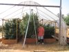 9-16-2014 greenhouse 036.JPG