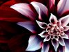 Beautiful-flower-02.jpg