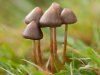 psilocybe-semilanceata7.jpeg