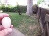 1st egg 9-18-2014 015.JPG