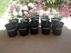 SEEDLINGS 9-18-14 1 GAL POTS.jpg