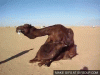 camel-humping-o[1].gif