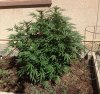 bubba kush 9-24-14 side view.jpg