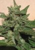 master kush 9-25-14 bud 2.jpg