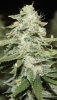 JTR-Day54-Harvest-4.JPG