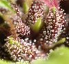 purple paro trichs.jpg