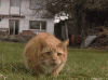 combined-gifs-cat-shaq[1].gif