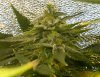 Breeding-JTR-Day58-Flower-3.JPG