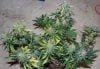 Breeding-JTRxAoSxBBxJTR-Day60-1.JPG