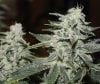 Breeding-JTRxAoSxBBxJTR-Day60-3.JPG