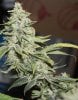 Breeding-JTRxAoSxBBxJTR-Day60-5.JPG