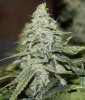 Breeding-JTRxAoSxBBxJTR-Day60-2.JPG