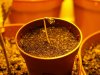 Blue Cheese Seedling.jpg