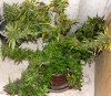 PPP-Breeding-Harvest-DarkDay1-1.JPG