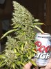 PPP-Breeding-Harvest-DarkDay1-2.jpg