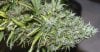 PPP-Breeding-Harvest-DarkDay1-3.jpg