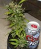 PPP-MC-Clone-Harvest-DarkDay1-1.jpg