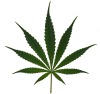 p6-f2-m3-leaf_.png