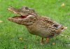 crocoduck.jpg