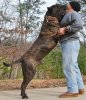 presa canario.jpg