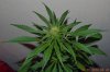 P6-F2-hempy_bud.jpg