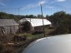 greenhouse 10-24-2014 018.JPG