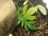 7inch plant that i bent down whats wrong with the top leaf.jpg