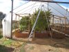 greenhouse 11-3-2014 006.JPG