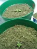 Seedlings2.jpg