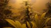 new cfl grow 003.jpg