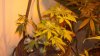 new cfl grow 005.jpg