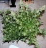 BD-Day56-Harvest-1.JPG