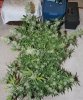 BD-Day56-Harvest-2.jpg