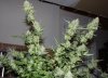 BD-Day56-Harvest-3.JPG