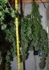 BD-Day56-Harvest-6.jpg