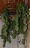 BD-Day56-Harvest-7.jpg